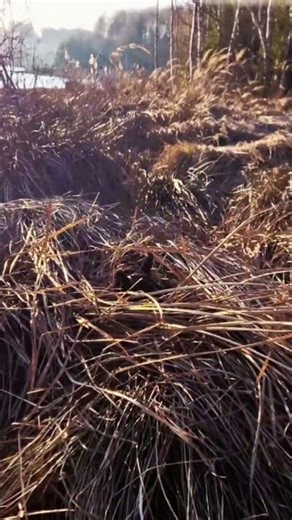 Abendsonne im Gesicht, Hunde im Wasser, Ruhe im Kopf. 🌅🐾Kilijans Teich – genau mein Moment.💯😎