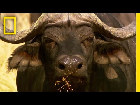 アフリカスイギュウ界の序列 | ナショジオ