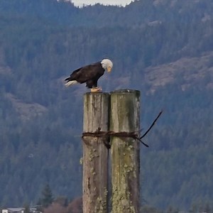 We Love Sooke hidden #Paradise Salty Towers Sooke Coastal Explorations Destination British Columbia SookeTown Adrena LINE Zipline Adventure Tours Canada Keep Exploring Canadian Geographic Prestige Oceanfront Resort Sooke @followers Tourism Vancouver Island True Key Hotels & Resorts Pacific Whale Watch Association | Sooke Coastal Explorations