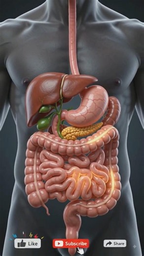 The Human Digestive System || #shorts