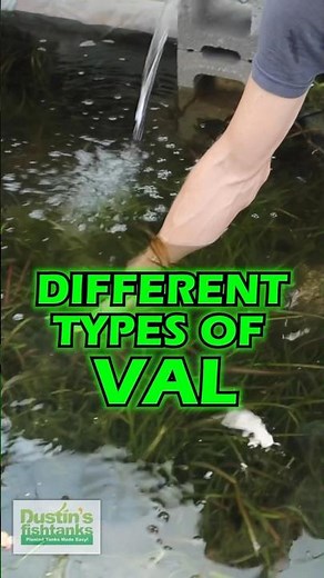 Different Types Of Vallisneria (Aquarium Plant For Sale)