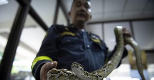 Vier-Meter-Python macht es sich in Geschäft bequem