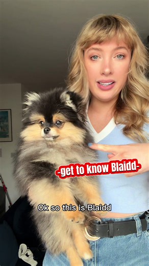 Get to know Blaidd #pomeranian #blaidd #dog | dogs