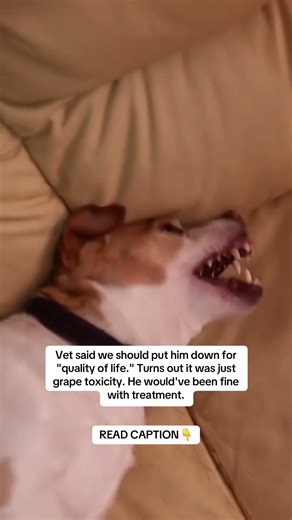 READ CAPTION 👇 #animal #puppy #pets #nyc #usa #dogs #dog #puppies #animals #animals