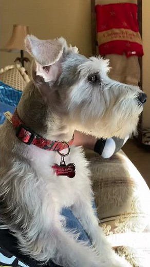 Mini Schnauzer Howling - Cute Video