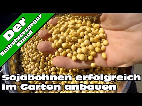 Growing soybeans successfully