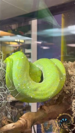 Slinky Getting Comfortable💤 #reptiles #snake #python #greentreepython