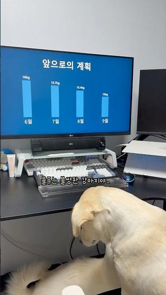 Dog Depressed After Hearing About His Diet Plan
