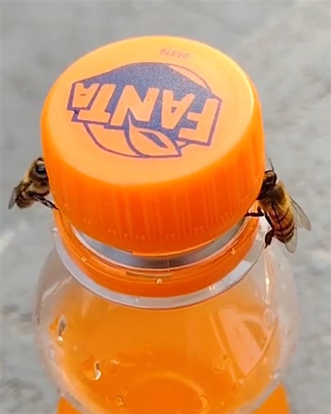 Two bees opening up a soda bottle🐝😂 | MetDaan Tips