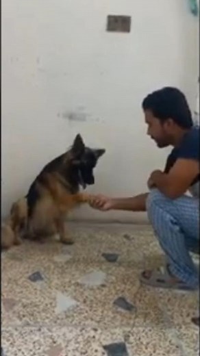 Basic Commands For Dog | German shepherd training