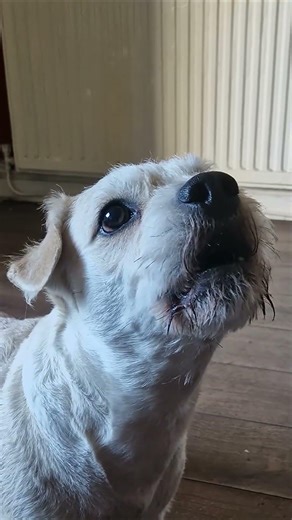 Deefa the Talking Dog is a Scaredy Cat