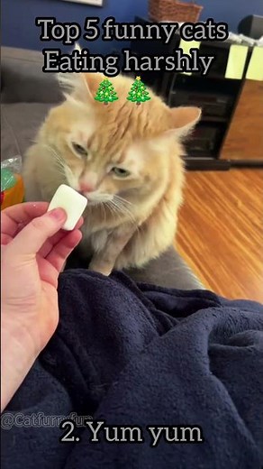 Top 5 funny cats eating #cat #funnypets #funnycats #funny