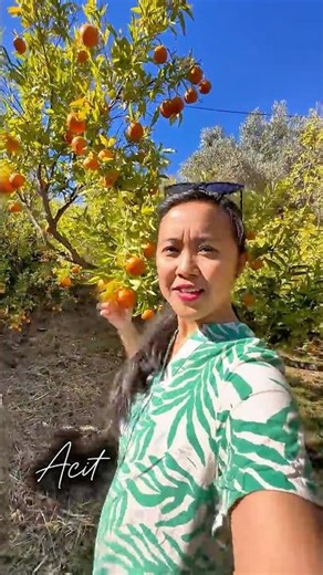 Want to pick oranges in a Spanish mountain garden 🍊