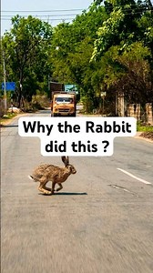 Rabbit playing Subway Surf in real #funnyanimals #shorts #rabbit