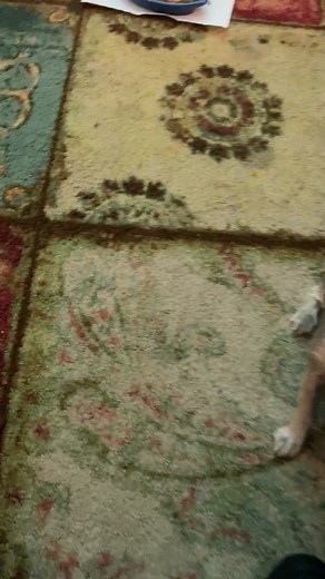 Adorable Toy Yorkie Playtime