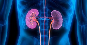 Greffe : ce rein de cochon fonctionne depuis plus d'un mois dans le corps d'un humain