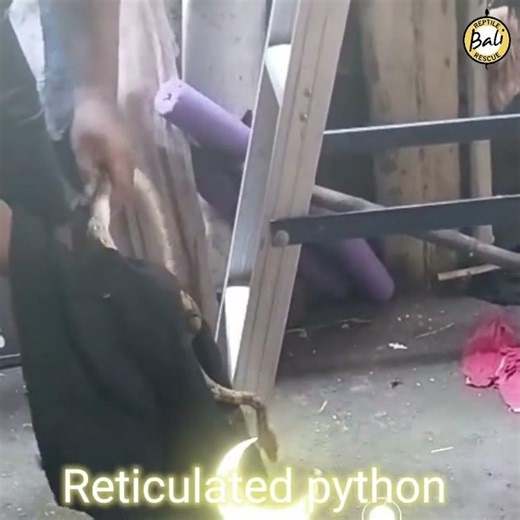 Reticulated python - Malayopython reticulatus - Ular sanca kembang - Rescued by Gung Adi