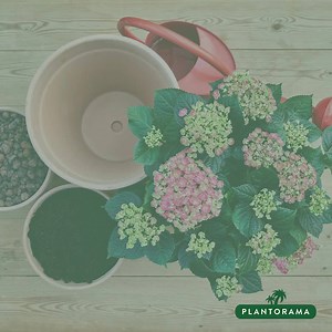 HORTENSIA | Få guiden: Sådan planter du hortensia i krukke🌸 Når du skal plante hortensia i krukker, er det vigtigt, at du sørger for et godt dræn. Vælg en krukke med hul i bunden, så overskydende vand kan rende fra og plant med lecanødder eller vækstler i bunden af krukken. Sørg for en krukke med rigelig plads til rødderne og vand dagligt, da planten ikke tåler at udtørre. Shop smukke krukkehortensia i 21 cm potte nedsat til 99 kr. (spar 40 kr.) her www.plantorama.dk/search?q=Krukke hortensia 2