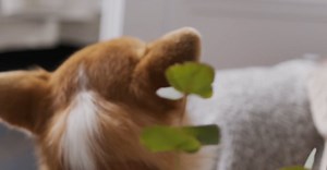 Video by Ron Lach  on Pexels