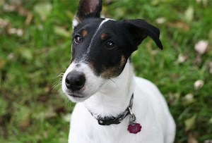 Smooth Fox Terrier - Dog Breeds