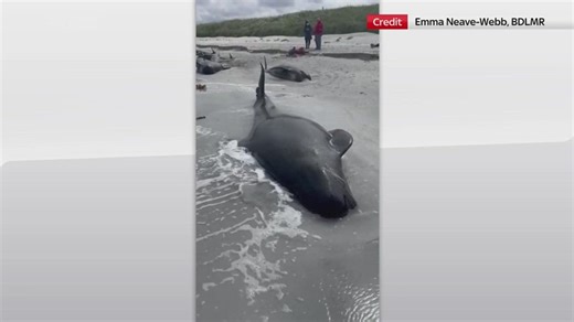 Scozia, 77 balene arenate in spiaggia su isola Sanday. È il peggior caso del secolo. VIDEO