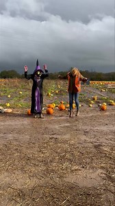 Mr Pumpkin 2025 over and out! 🎃🧡🍁 The witch and Clare had a little puddle dance to celebrate the end of a busy season. Thank you to all our lovely visitors this year, the whole team have had the best time looking after you all. The pumpkins were awesome this year and the weather gods were kind to us too. We do have lots left, we have a couple of local farmers coming to collect for animal feed, and we also plan to plough leftovers back in to put some goodness back into the ground too, so we’ll