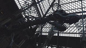 Oxford's Museum of Natural History is full of exotic wonders. BBC Radio Oxford reporter Jack Suddaby went to have a peek. | BBC Oxfordshire