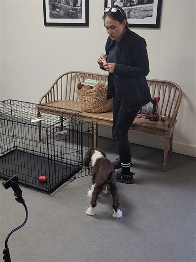 House Training Tips for Puppies and Socialization