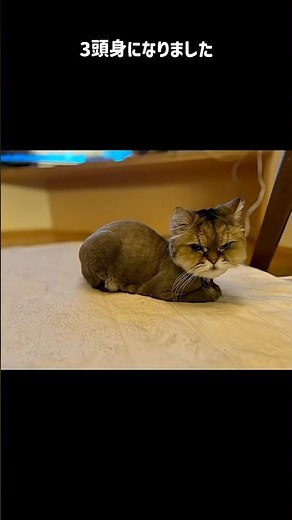 にゃんこ先生サマーカットしました #猫 #保護猫 #cat