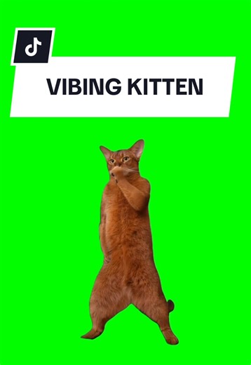 VIBING KITTEN #meme #greenscreen #fyp #trend #cat
