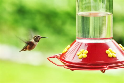 Discover hummingbirds’ fall migration in this free program