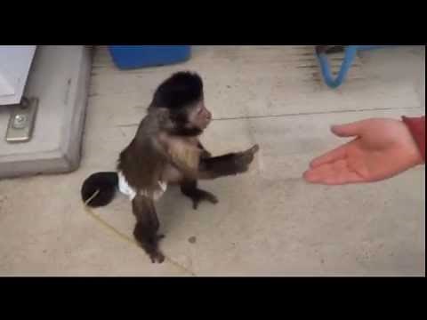 Monkey using Vending Machine and getting a Drink