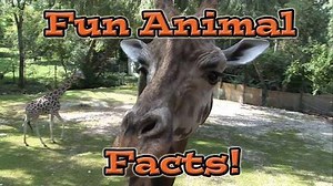 1.3K views · 22 reactions | Fun animal facts, a great video for kids...
