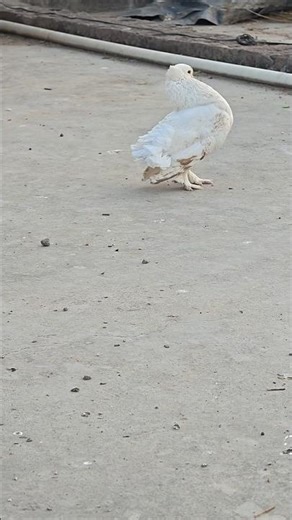 Fantail pigeon #pigeon #birds #fantailpigeon