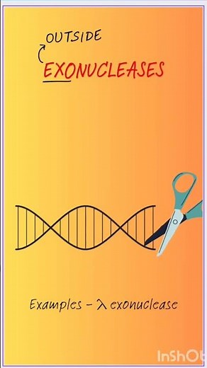 Endonuclease Vs Exonuclease #dnareplication #dna #gatexl #lifescience