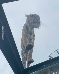 9K views · 113 reactions | What a great view of the tiger from below!  | Scheiffer Bates | Facebook