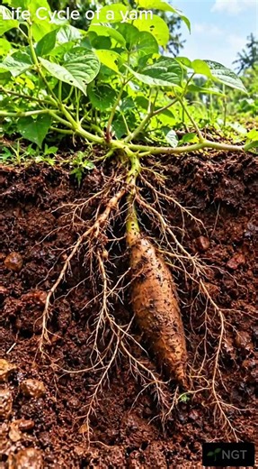 One Yam Fell From His Bicycle… Look What Happened #yam #naturetimelapse