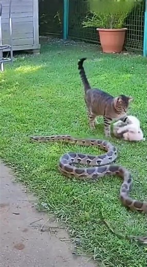 Security Footage: Cat Saves a Puppy Incredible Rescue Moment #catrescue #puppylove #viral