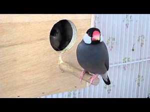 Hungry baby Java finches