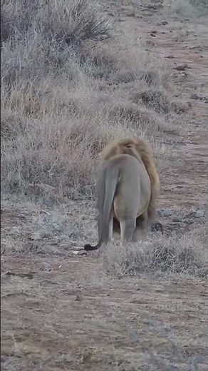 THE KING IS ROARING! #lion #roar #lionroar #lionking #wildlife #bigcat
