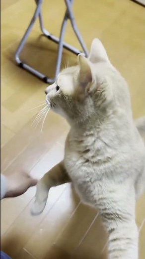 「ごはんが足らへんよ」おかわりを言いに来る猫