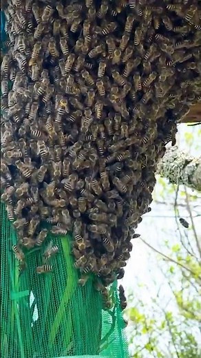 Part1 Japanese Honey Production Process #bee #japan #traditional