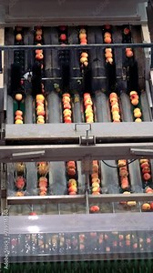Fresh Apples Moving Through Machine Washing, Brushing, Grading and Sorting Line in Fruit Processing Plant. Fresh Apples Entering into the High Speed Precision Apple Grading and Sorting Machine.