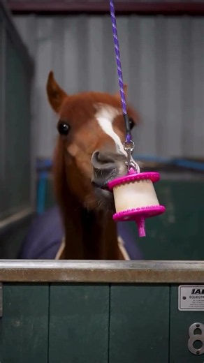 Has your horse or pony tried any of our ‘Easy’ toys?