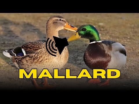 Mallard duck sound | wild duck