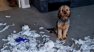 Cockapoo owner comes home to find his pet left the house a mess