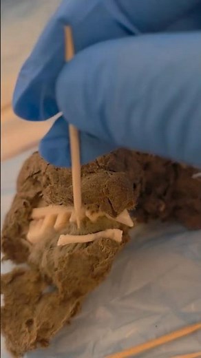 Owl Pellet Dissection for kids #owls