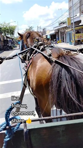 Q & A Time: What is the horse doing? #grammar #bahasainggris #qestion #answer
