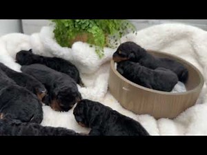 Rosie-Caesar 10/18/25 Airedale puppies 1 week old