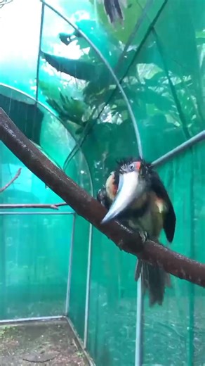 🌟 It's Toucan Tuesday! 🫧Even the gods need a break, and today, Zeus, Hades, and Poseidon are taking it to the max! 💚And guess what? You can join in on the fun! For just $2, become a member of the $2 for Toucan Club and join a community of toucan lovers who know how to party—godly style! 🌟 🙌Don't miss out on this epic, divine bird bath. Join now and let the toucan-tastic adventures begin! | Toucan Rescue Ranch